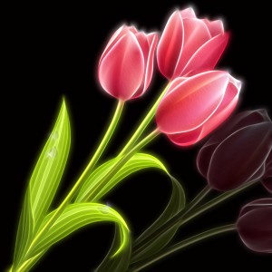 Pink Tulip 1 
